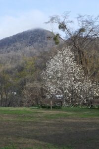 キタコブシ2024年4月21日