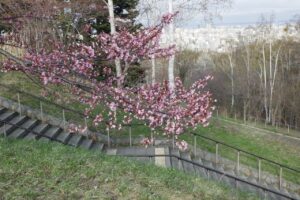 旭山記念公園の桜2024年4月21日2展望台一本桜と階段
