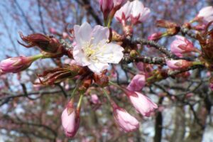 旭山記念公園の桜2024年4月21日1展望台一本桜アップ
