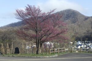 旭山記念公園の桜2024年4月21日5展望台一本桜と藻岩山