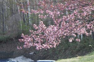 旭山記念公園の桜2024年4月21日3展望台一本桜東から