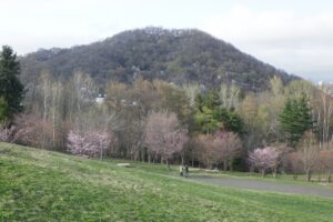 旭山記念公園の桜2024年4月21日6