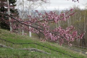 旭山記念公園の桜2024年4月22日3展望台一本桜の枝ぶり