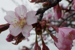 旭山記念公園の桜2024年4月22日2展望台一本桜花アップ