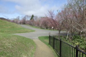 旭山記念公園の桜2024年4月22日6新桜並木を東から望む