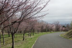 旭山記念公園の桜2024年4月22日7新桜並木を西側から望む