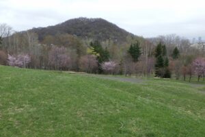 旭山記念公園の桜2024年4月22日5円山と新桜並木