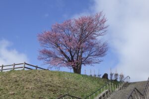旭山記念公園の桜2024年4月22日1展望台一本桜階段下から