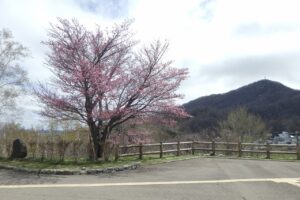 旭山記念公園の桜2024年4月22日4展望台一本桜と藻岩山