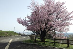 旭山記念公園の桜2024年4月26日7展望台一本桜