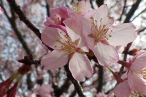 旭山記念公園の桜2024年4月26日2展望台一本桜花アップ