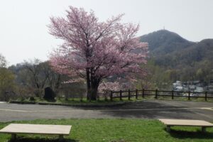 旭山記念公園の桜2024年4月26日5展望台一本桜と藻岩山