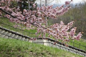 旭山記念公園の桜2024年4月26日3展望台一本桜の枝と階段
