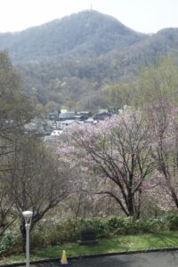 旭山記念公園の桜2024年4月26日10展望台階段から桜と藻岩山を望む