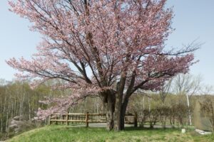 旭山記念公園の桜2024年4月26日4展望台一本桜