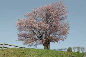旭山記念公園の桜2024年4月26日1展望台一本桜満開