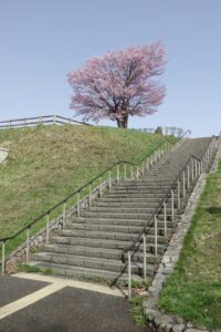 旭山記念公園の桜2024年4月26日16展望台一本桜と階段