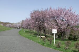 旭山記念公園の桜2024年4月26日8新桜並木北から望む