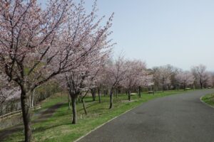 旭山記念公園の桜2024年4月26日9新桜並木南側から望む