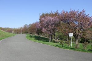 2024年4月29日新桜並木 (1)