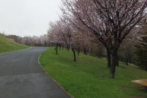2024年4月25日桜開花状況 (3)