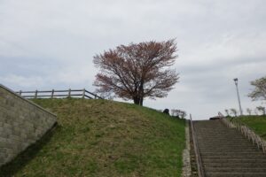 旭山記念公園の桜、2024年4月27日土曜日のようすです。 展望台一本桜、満開です。 展望台一本桜から藻岩山が見えます。 花びらをアップにしてみました。 新桜並木が見頃です。 レストハウス前の桜も満開です。 明日は気温が下がりますが、桜は満開です。 ゴールデンウィークはぜひ旭山記念公園に散策へお越しください。 ※「新桜並木」は、下図の赤枠で囲んだ場所です、ご参照ください。 桜情報4月28日 (5) 
