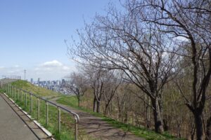 2024年4月23日サクラ開花状況 (5)