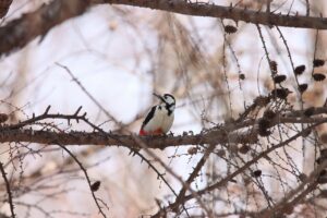 アカゲラ2024年4月6日