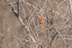 ホオジロ♂2024年4月6日