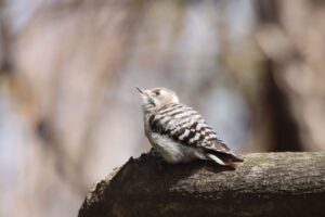 コゲラ2024円4月27日