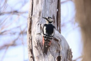 アカゲラ2024年4月20日