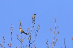 モズ2024年4月14日ペア