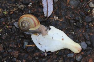 エゾマイマイ2024年4月27日キタコブシの花びらを食べる