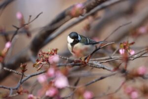 シジュウカラ♀2024年4月27日エゾヤマザクラ