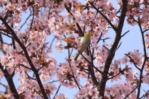 メジロ2024年4月27日エゾヤマザクラ「サクジロー」