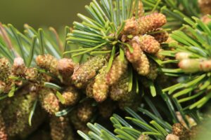 トドマツ雄花2024年4月27日展望台松林