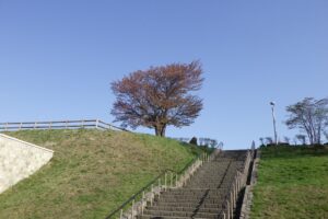 2024年4月29日展望台一本桜