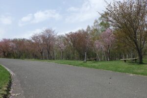 4月28日桜情報 (3)