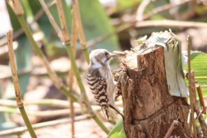 コゲラ2024年4月14日