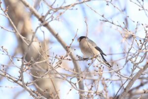 ウソ♀2024年4月6日ヤマブドウの冬芽を食べる