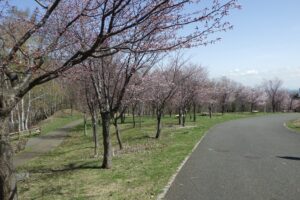 2024年4月23日サクラ開花状況 (1)