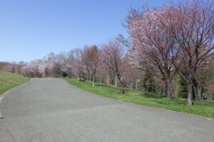 2024年4月23日サクラ開花状況 (2)