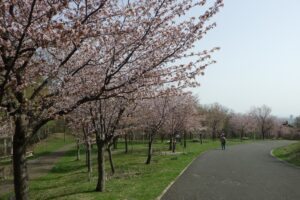 桜開花情報4月27日