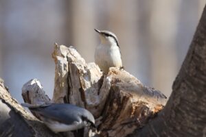 ゴジュウカラ2024年4月6日2羽
