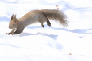 エゾリス2024年4月6日2