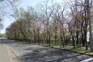 2024年4月29日駐車場までの道路沿いの桜