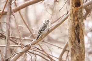 コゲラ2024年4月20日