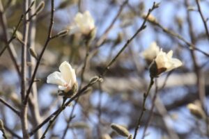 キタコブシ2024年4月14日4月12日