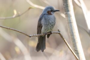 ヒヨドリ2024年4月27日