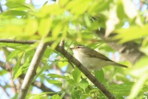 エゾムシクイ2024年5月11日